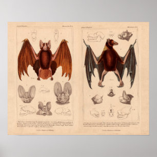 Golpeie o megabat do impressão e o bastão orelhu