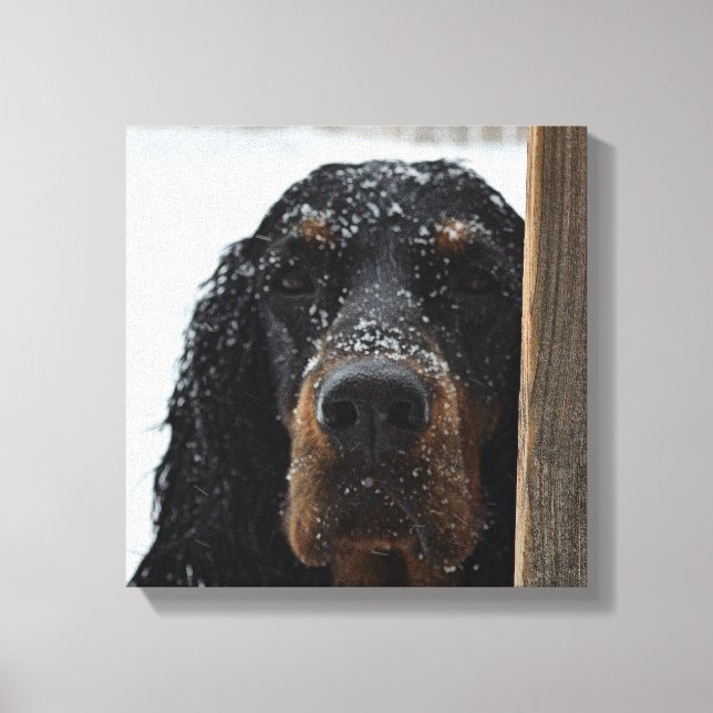 Gordon Setter na Canvas de inverno (Frente)