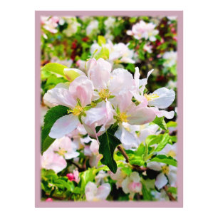 Gorgeous Malus asiatica Foto