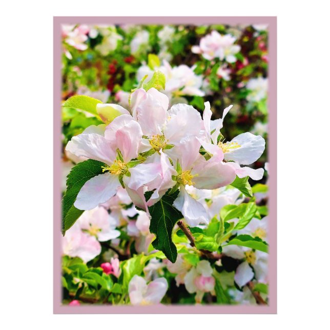 Gorgeous Malus asiatica Foto (Frente)