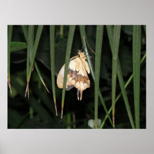 Gorgeous Moth Impressão