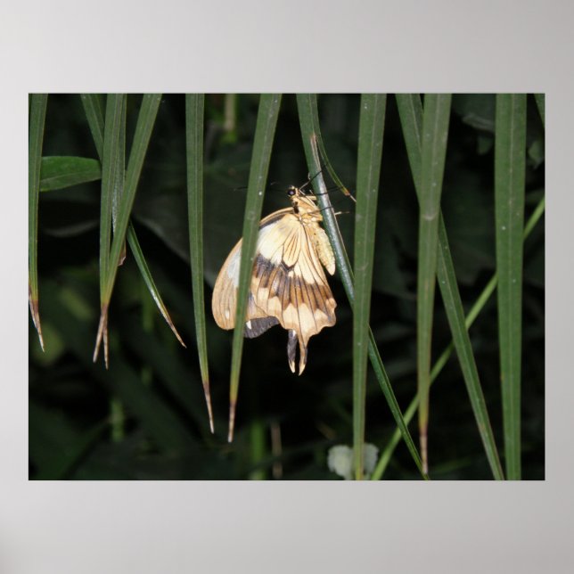 Gorgeous Moth Impressão (Frente)