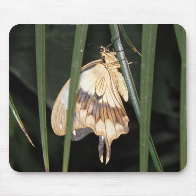 Gorgeous Moth Mousepad (Frente)