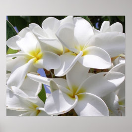Gorgeous Plumeria Poster