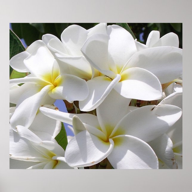 Gorgeous Plumeria Poster (Frente)