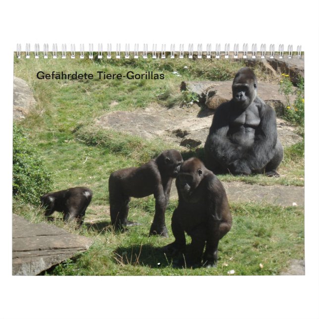 Gorila como calendários (Capa)