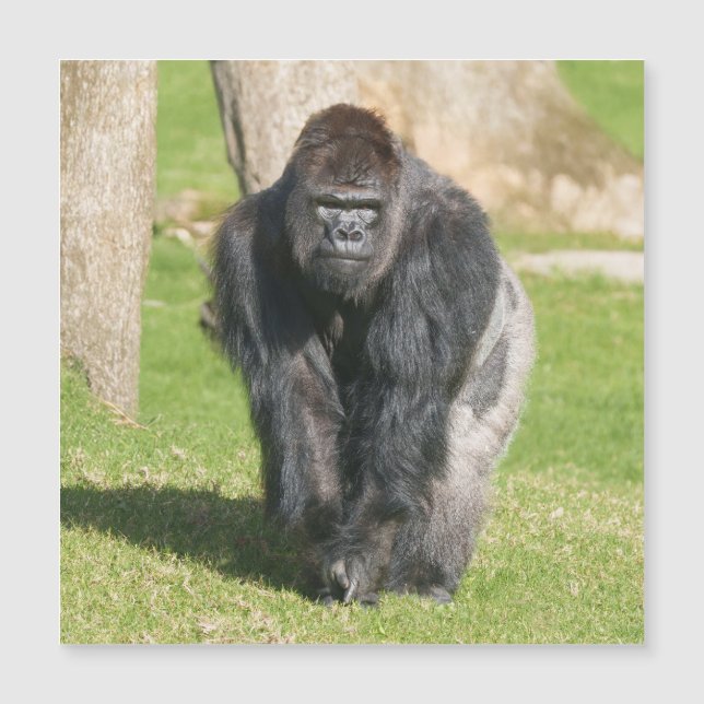 Gorila Silverback – Um Momento de Poder (Frente)