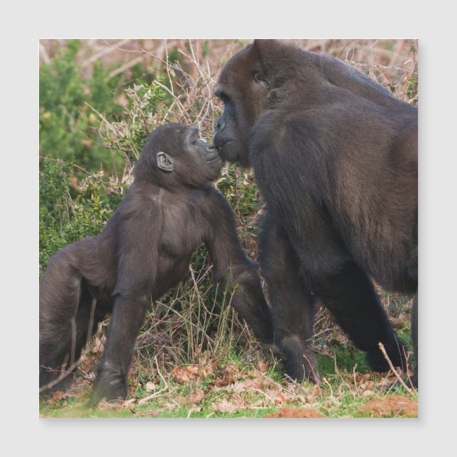 Gorilla Baby's Affectionate for Mãe (Frente)