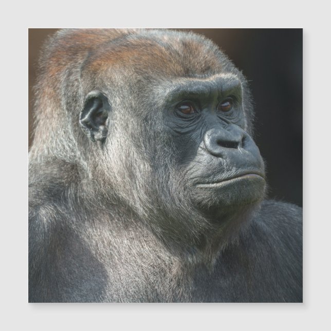 Gorilla Ozala (Frente)