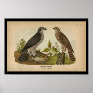 Goshawk Impressão de aves de 1890