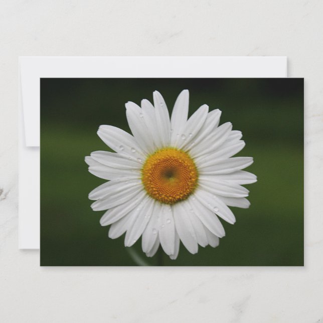 Gotas de chuva em Petais (Frente)