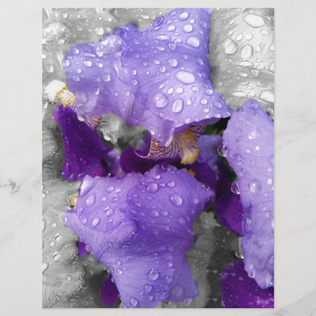 gotas de chuva na íris (Frente)