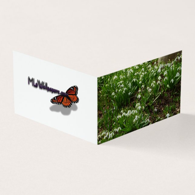 Gotas de neve II (Galanthus) Primavera (Exterior)