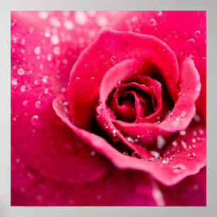 Gotas de orvalho no poster cor-de-rosa