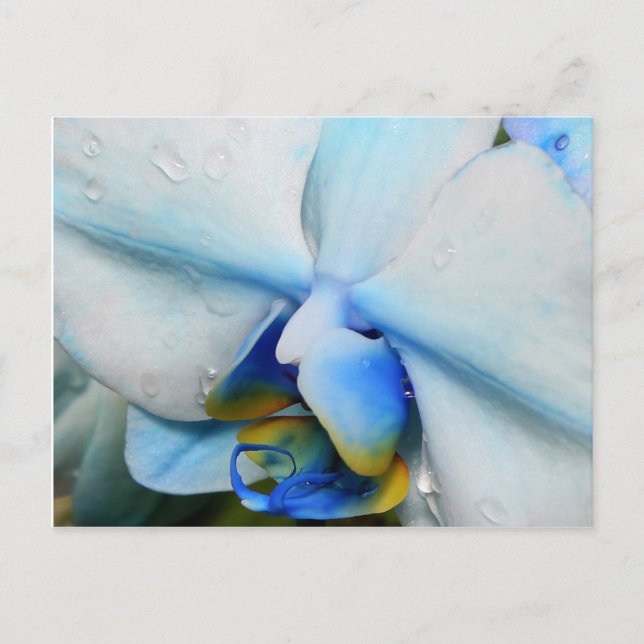 Gotas na Orquídea Azul - cartão postal (Frente)