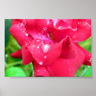 Gotas na Poster de Petals