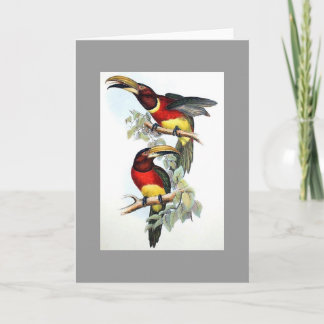 Gould - cartão Dobro-Colocado um colar de Aracari