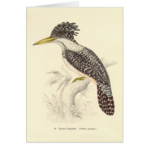 Gould - cartão manchado do martinho pescatore