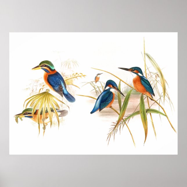Gould Kingfisher Birds Poster (Frente)