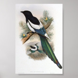 Gould - Poster de portfólio de pórticos de asa bra