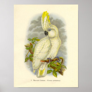 Gould - Poster do portfólio de cocô de olhos azuis