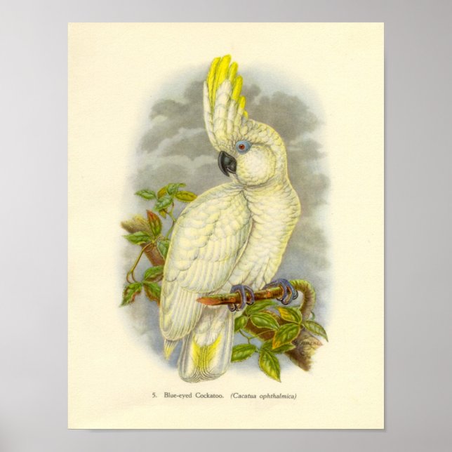 Gould - Poster do portfólio de cocô de olhos azuis (Frente)