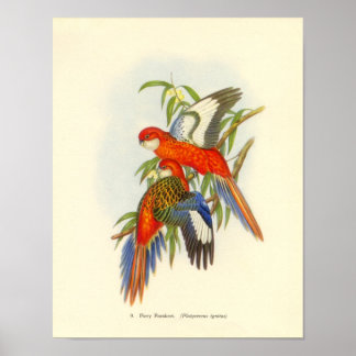 Gould - Poster do portfólio de periquitos de fiery