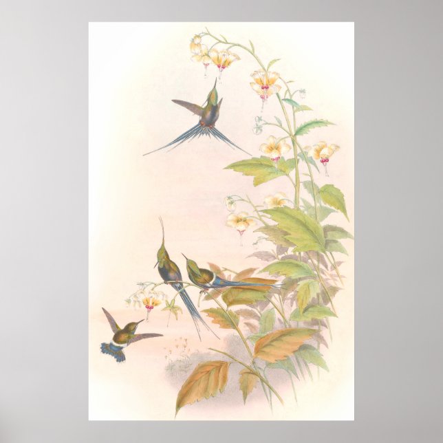Goulds Hummingbird Poster (Frente)