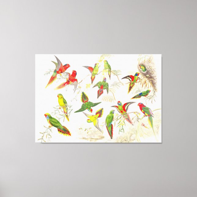Goulds Lorikeet Parrot Birds Canvas (Frente)