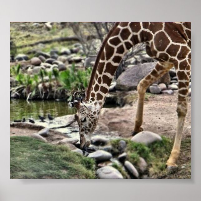 Gracious Giraffe impressão (Frente)