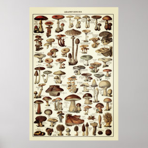 Gráfico de Campeões de Cogumelos Poster vintage