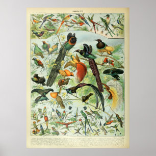 Gráfico de colheita de Impressão de aves tropica