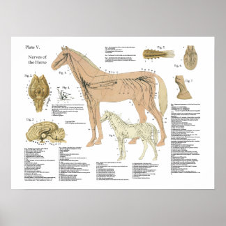 Gráfico de Poster de Anatomia do Sistema Nervoso d