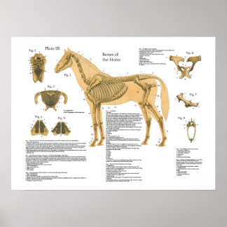 Gráfico de Poster de Anatomia Esqueletal do Cavalo