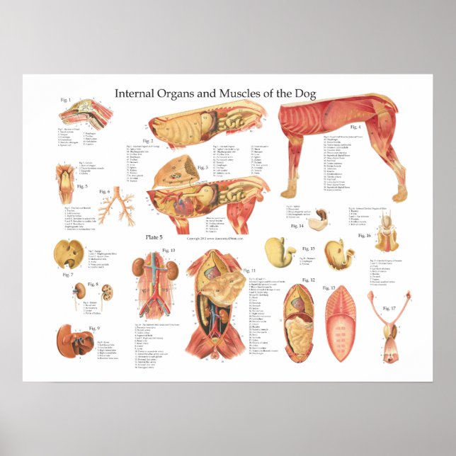Gráfico de Poster de Anatomia Interna de Cães (Frente)
