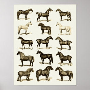 Gráfico de Raças de Cavalos com poster impresso