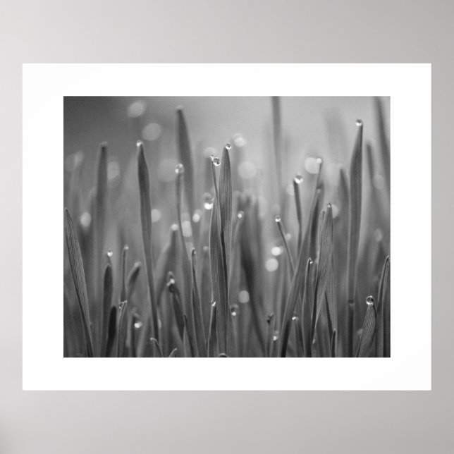 Grama com Poster Dew Droplets (Frente)