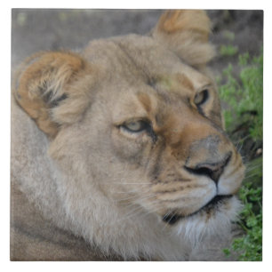 Grande Azulejo de Fotografia Cerâmica (6" X 6")