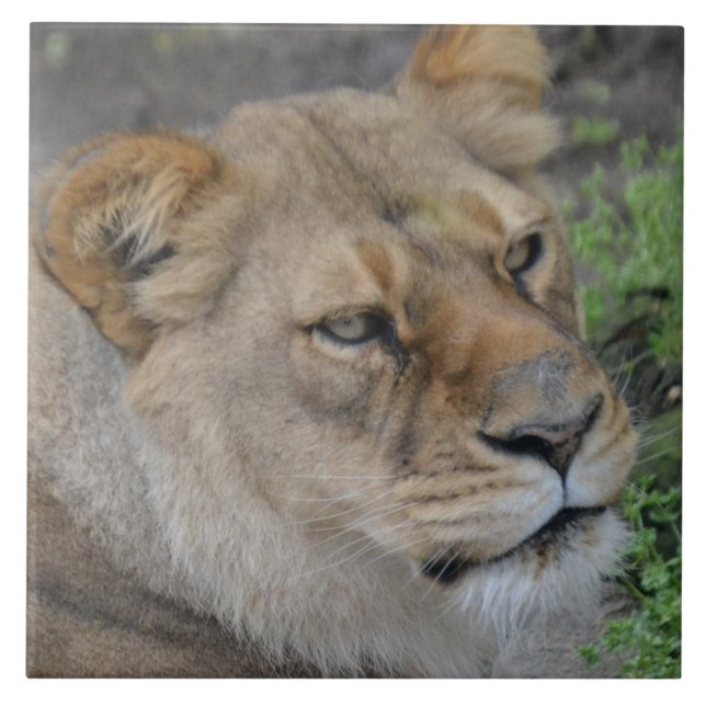 Grande Azulejo de Fotografia Cerâmica (6" X 6") (Frente)