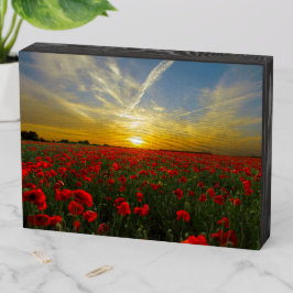 Grande Campo de Cravos Vermelhos e Pôr do Sol