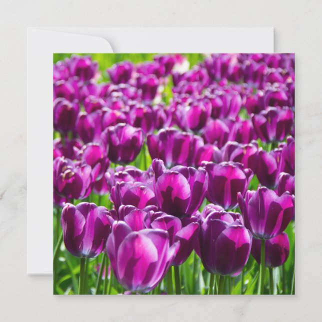 Grande campo de tulipas roxas (Frente)
