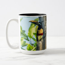 grande caneca Castanha-orelhuda de Aracari