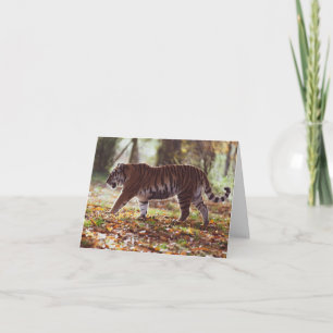 Grande Cartão de Aniversário de Tigre