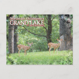 Grande cartão postal de veado do Lago Oklahoma