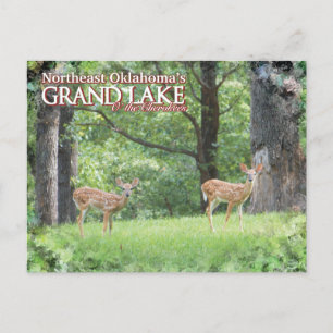 Grande cartão postal de veado do Lago Oklahoma