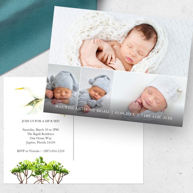 Grande Garça Branca 4 Foto Anúncios de Nascimento (4 photo birth announcement sip and see florida mangroves and great white heron art Do Tell A Belle)