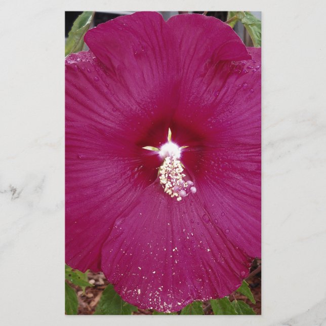 grande Hibiscus vermelho-escuro (Frente)