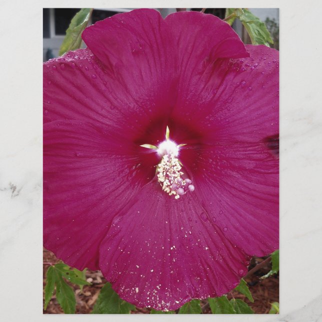 grande Hibiscus vermelho-escuro (Frente)