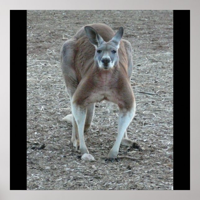 Grande Impressão de Kangaroo Vermelho (Frente)