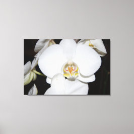 grande impressão de orquídea branca em tela